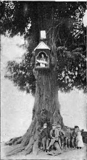 Kapliczka skrzynkowa na drzewie w Dobrymlesie